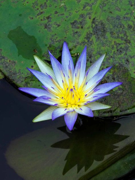 The Legend of Blue Lotus and Nefertem: Embracing Feminine Divine