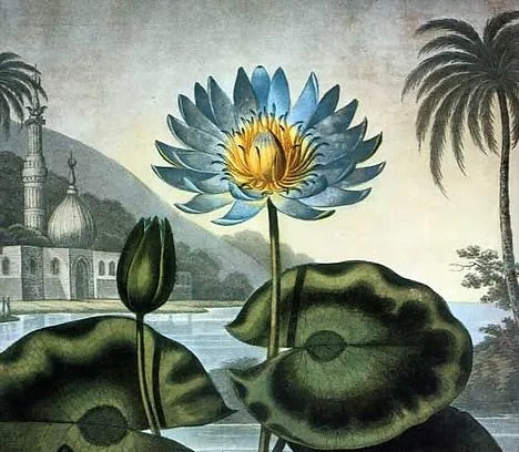 Blue Lotus Flower Artwork: A Serene and Mystical Illustration