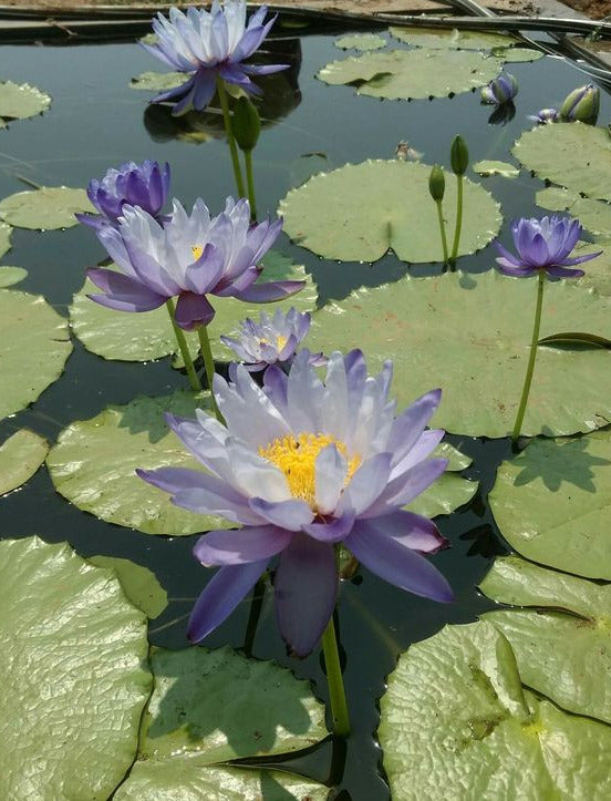 Mystic Blue Lotus Blossoms