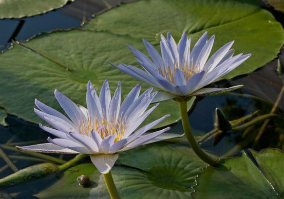 Mystic Blue Lotus Blossoms