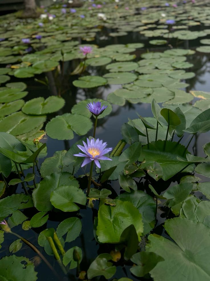 Mystic Blue Lotus Blossoms